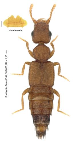 Réf. 330 751 : Echiaster sp.